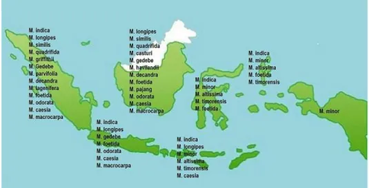 Gambar  1. Peta sebaran jenis Mangifera di kawasan Indonesia 