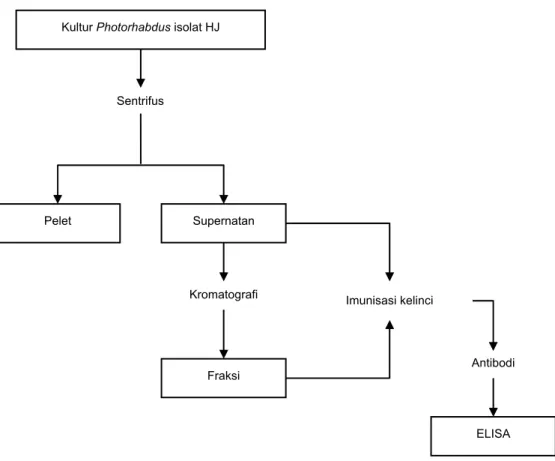 Gambar 1.  Diagram alir prosedur kerja produksi PAb toksin Photorhabdus spp.