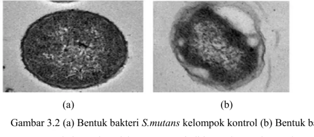 Gambar 3.2 (a) Bentuk bakteri S.mutans kelompok kontrol (b) Bentuk bakteri  S.mutans kelompok perlakuan yang terjadi kerusakan pada membran sel