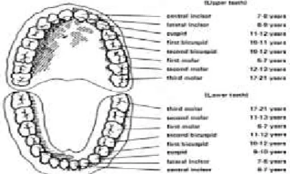 Gambar 5. Pergeseran gigi insisif sentral kanan ke labial                 akibat gigi supernumerary dan hasil setelah                     perawatan.