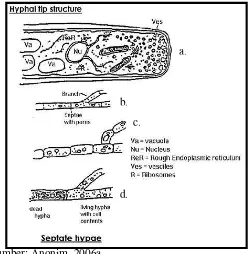 Gambar 1. Struktur hifa jamur: ujung hifa (a), cabang hifa dengan sekat berpori (b), organel sel hifa (c), perbandingan hifa mati dan hifa hidup (d) 