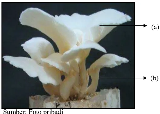 Gambar 2. Morfologi jamur tiram: tudung (a), tangkai (b) 