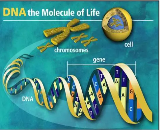 Gambar 3. Sel, kromosom dan DNA double heliks 