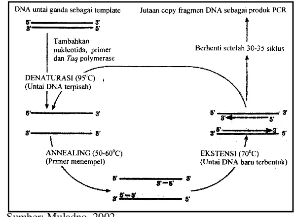 Gambar 4. Siklus pembentukan molekul DNA baru dalam proses PCR yang dimulai dengan proses pre-denaturasi sampai ektensi 