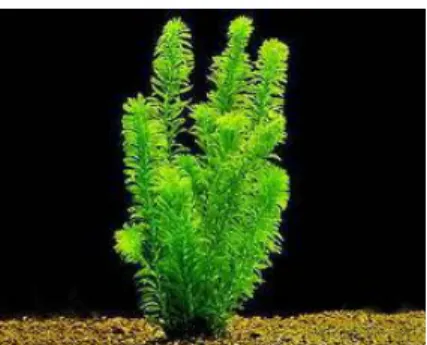 Gambar  2. 11 Egeria  Densa  2.  Echinodorus 