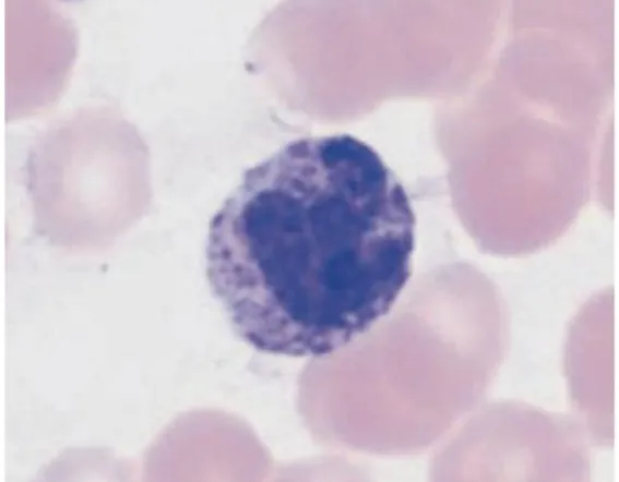 Gambar 4  Basofil mencit (perbesaran 100x) (Sumber: Theml et al. 2004)  Basofil dan sel mast merupakan dua komponen yang sangat mirip secara  fungsi
