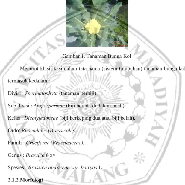 Gambar 1. Tanaman Bunga Kol 