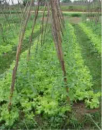 Gambar 3. Tomat dan selada yang ditanam dengan sistem polikultur 