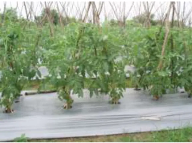 Gambar 6. Penggunaan mulsa plastik pada tanaman tomat 
