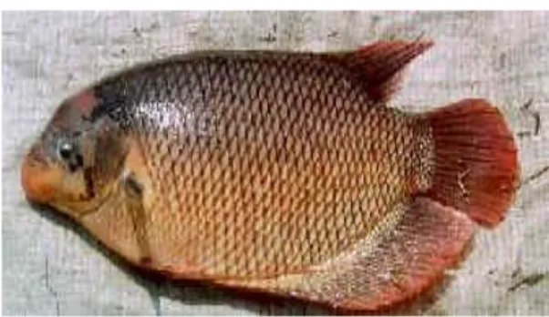 Gambar 1. Ikan Gurami (O.gouramy) 