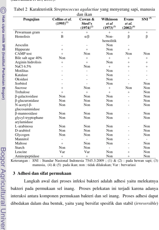 Tabel 2  Karakteristik Streptococcus agalactiae yang menyerang sapi, manusia  dan ikan 