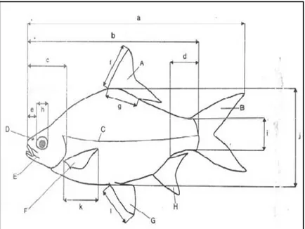 Gambar 2.  Skema ikan untuk menunjukkkan ciri-ciri morfologi  utama dan ukuran-ukuran yang digunakan dalam  identifikasi (A) sirip punggung, (B) sirip ekor, (C) gurat  sisi, (D) lubang hidung, (E) sungut, (F) sirip dada, (G)  sirip perut, (H) sirip dubur, 