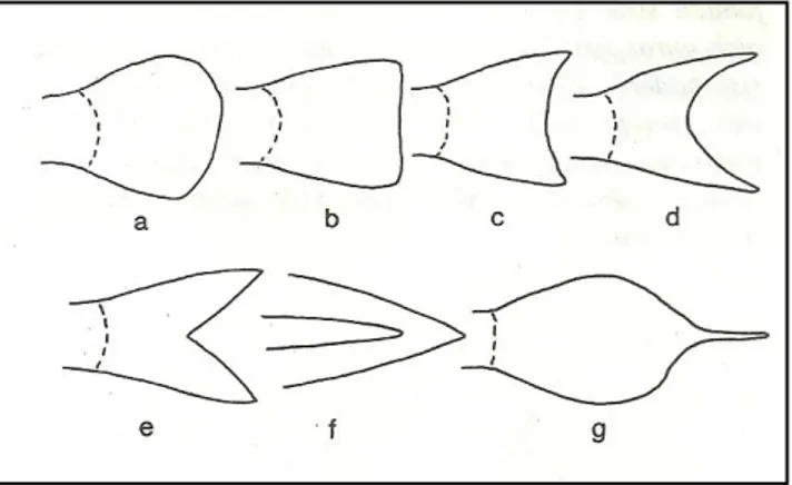 Gambar 3.  Tipe-tipe utama sirip ekor (a) membulat, (b) bersegi,  (c) sedikit cekung, (d) bentuk bulan sabit, e-f menurut  Fischer dan Bianchi (e) bercagak, (f) meruncing dan  (g) lanset