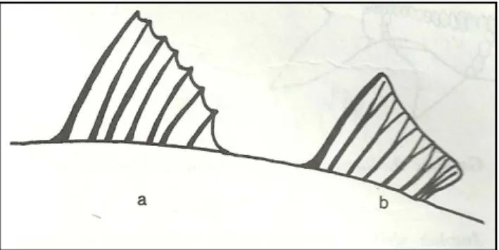 Gambar 5.  Bagian sirip punggung pertama yang keras (a) dan  bagian ke   dua yang lunak (b) (Kotellat et