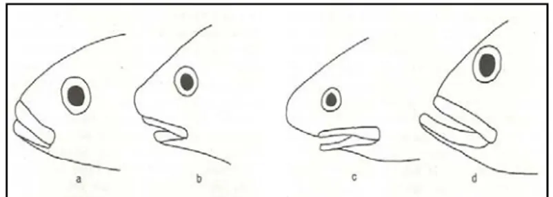 Gambar 8.  Tipe-tipe utama letak mulut menurut Fischer dan  Bianchi (Kotellat et. al., 1993: xxv) (a) terminal, (b)  sub-terminal, (c) inferior dan (d) superior