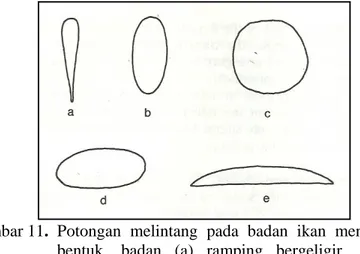 Gambar 11. Potongan melintang pada badan ikan menunjukkan  bentuk   badan (a) ramping bergeligir, (b) pipih  tegak, (c) bundar, (d) pipih datar dan (e) sangat pipih