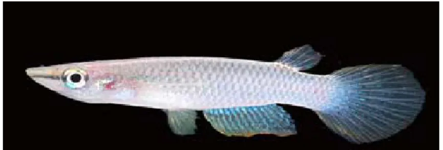 Gambar 12. Ikan Medaka kepala timah (Aplocheilus  panchax)  (Teakdor.com) 