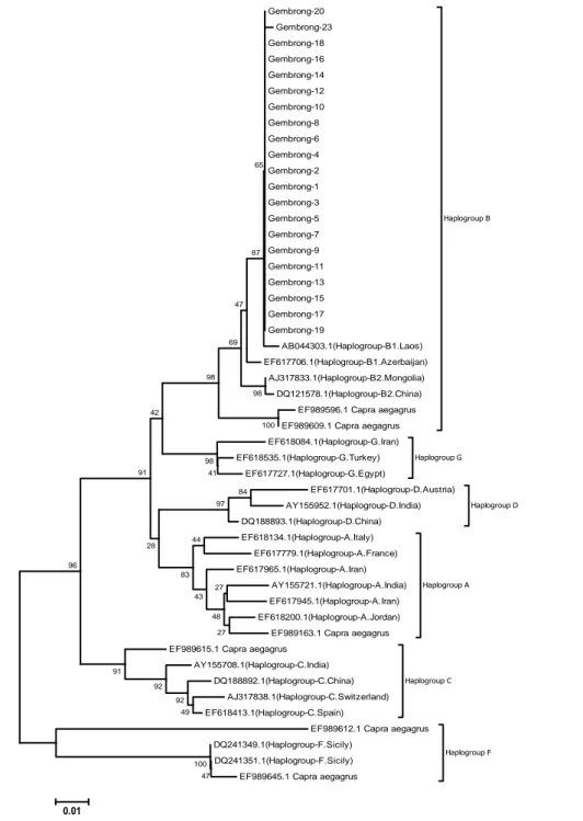 Gambar  1.  Pohon  filogeni  dengan  neighbor-joining  kambing  berdasar  urutan  hypervariable-I  (HVI)  daerah  kontrol  DNA  mitokondria 