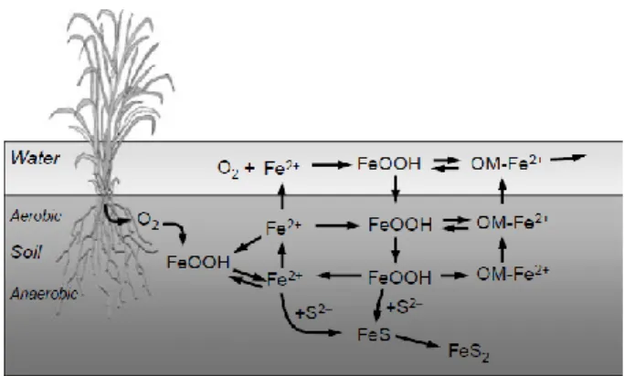 Figure 6.  The interaction between Fe and phosphorus in  acid sulphate 