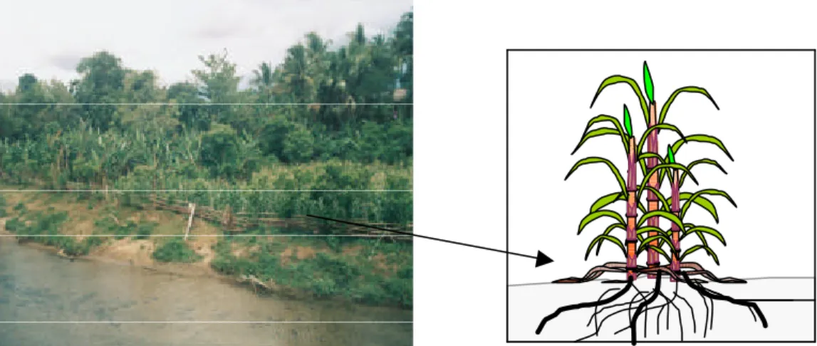 Gambar 1. Semi dunia nyata tanaman (kiri) dan penyederhaanaan dunia nyata melalui pendekatan sistem (kanan)