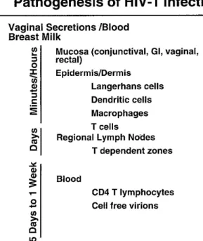 Gambar 1. Patogenesis  infeksi HIV 6