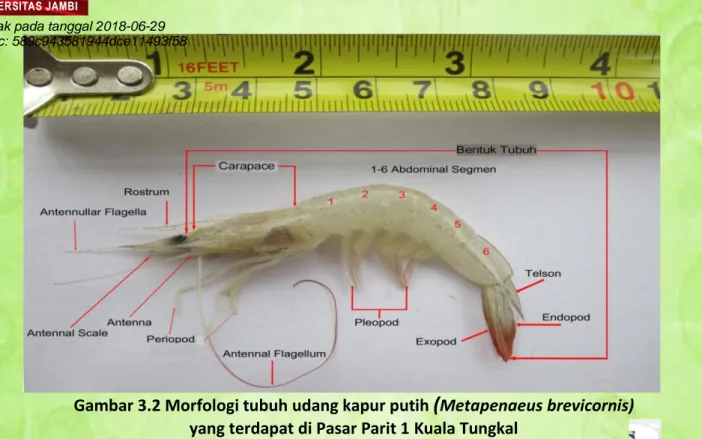 Gambar 3.2 Morfologi tubuh udang kapur putih  ( Metapenaeus brevicornis)   yang terdapat di Pasar Parit 1 Kuala Tungkal