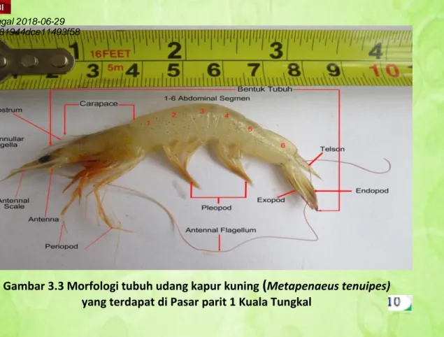 Gambar 3.3 Morfologi tubuh udang kapur kuning  ( Metapenaeus tenuipes)   yang terdapat di Pasar parit 1 Kuala Tungkal