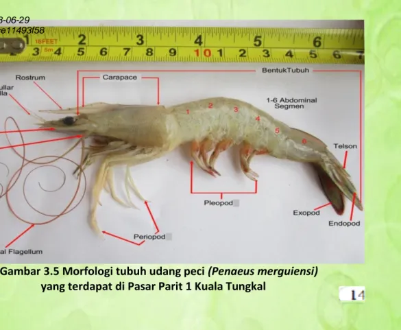 Gambar 3.5 Morfologi tubuh udang peci (Penaeus merguiensi)   yang terdapat di Pasar Parit 1 Kuala Tungkal    