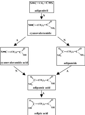 Gambar 5. Alur degradasi adiponitril oleh enzim nitril hidratase (N) dan amidase (A). (Moreau et al., 1993)