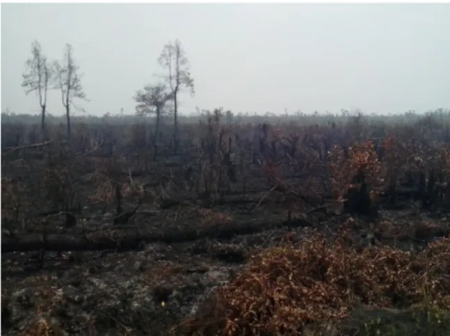 Gambar 1. Foto lapangan daerah bekas terbakar. Foto sebelah  kiri berlokasi di Palangkaraya, Kalimantan Tengah (tanggal 19 
