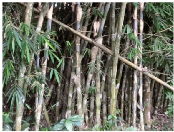 Gambar 1. Bambu Apus (Gigantochola  apus) 