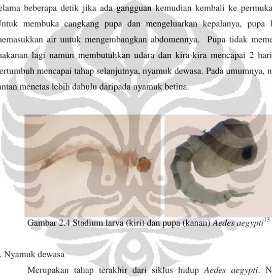 Gambar 2.4 Stadium larva (kiri) dan pupa (kanan) Aedes aegypti 13