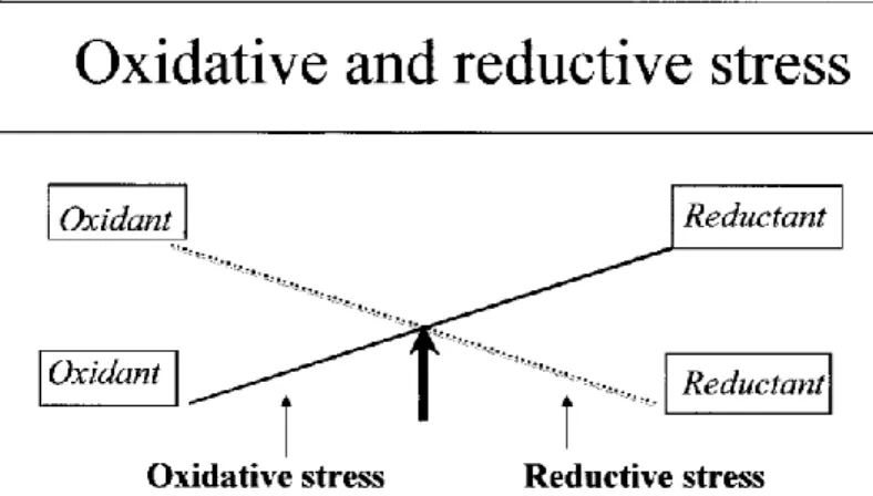 Gambar 2.3 Keseimbangan Oksidan dan Reduktan ( Kohen dan Nyska,2002) 