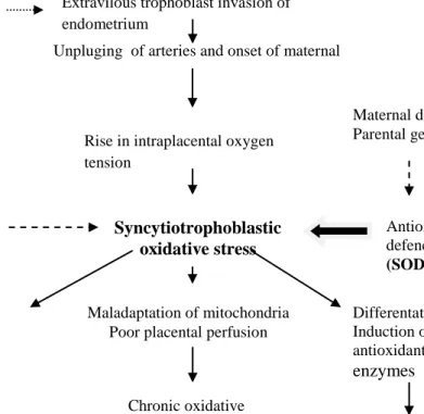 Gambar 2.6. Patofisiologi abortus akibat stres oksidatif (Jauniaux dkk, 2000) 