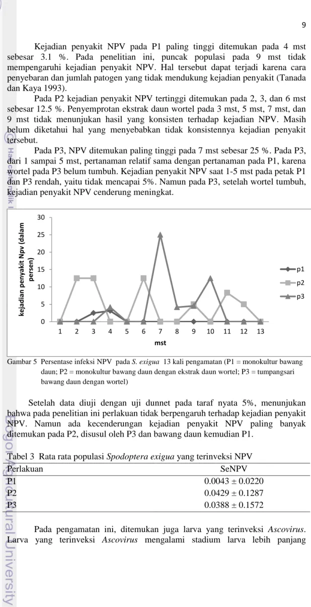 Gambar 5  Persentase infeksi NPV  pada S. exigua  13 kali pengamatan (P1 = monokultur bawang  daun; P2 = monokultur bawang daun dengan ekstrak daun wortel; P3 = tumpangsari  bawang daun dengan wortel) 