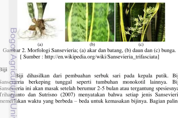 Gambar 2. Morfologi Sansevieria; (a) akar dan batang, (b) daun dan (c) bunga. 