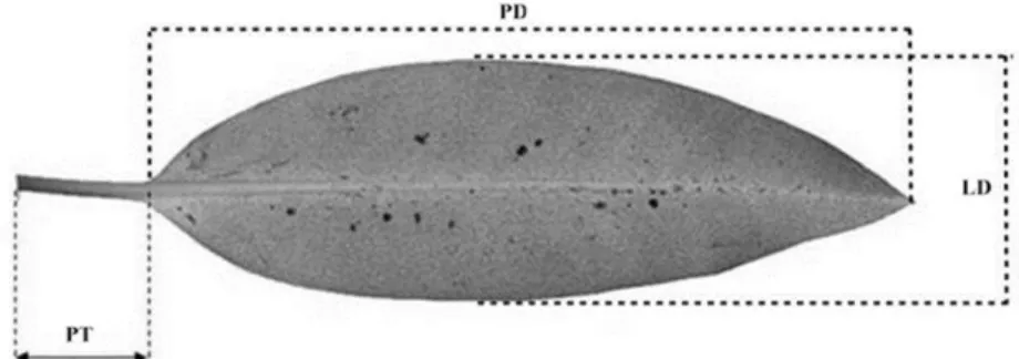 Gambar  2.  Cara  Pengukuran  morfometrik  daun  R.apiculata  (Kitamura  et    al.,  1997)  PT  (Panjang  tangkai),  PD  (Panjang  daun), LD ( Lebar daun) 