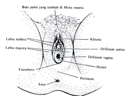 Gambar 1: Organ Reproduksi Eksterna pada wanita.