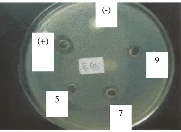 Gambar 3. Uji Aktivitas Antibakteri Ekstrak Kasar Yogurt terhadap E. coli.
