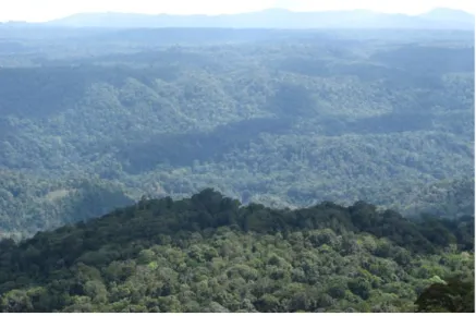 Gambar 2.  Ekosistem hutan alam Blok Hutan Batang Toru 