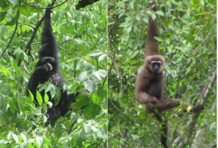 Gambar  7.   Satwa liar primata yang terdapat di CA Dolok Sipirok: 