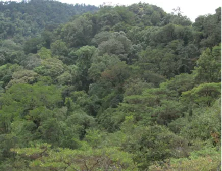 Gambar 9.   Habitat orangutan dataran tinggi CA Dolok Sibual-buali 