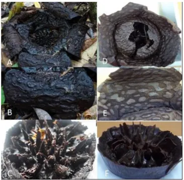 Figure  2.  Left column: R. pricei from Pa’Pulid, right column: R. pricei from Pa’ Raye (HW 10973, BO) (a)  (d) open flower, (b) (e) perigone lobes, (c) (f) disc and processes