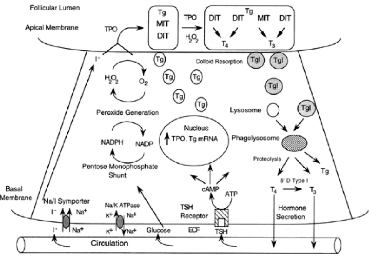Gambar 2.8. Diagram langkah-langkah utama yang terlibat dalam sintesis dan  sekresi  hormon  tiroid