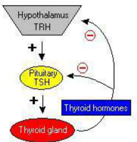 Gambar 2.9. Negative feedback tiroid terhadap hipofisis dan hipotalamus  33,34