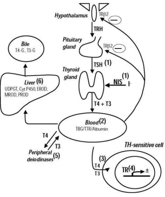 Gambar  2.13.  Mekanisme  kerja  bahan  toksik  di  lingkungan  pada  sumbu Hipotalamus-Pituitari-Tiroid