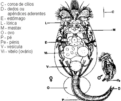 Gambar 1. Morfologi Brachionus plicatilis 