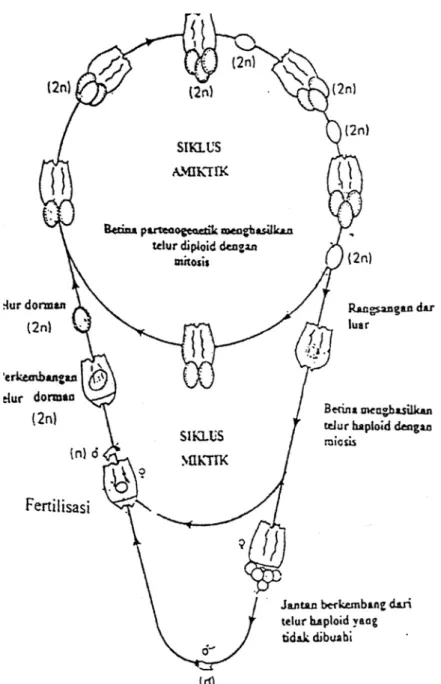Gambar 2. Skema siklus hidup dan reproduksi Rotifera B. plicatilis  menurut                        Barnes (1987)