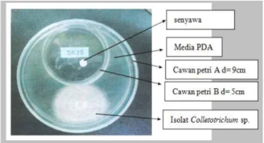 Gambar 1. Metode Penguapan  Pengujian  Senyawa  Sitronelal  Minyak  Atsiri  Serai  Wangi  secara  in  vivo  terhadap  Pertumbuhan  Jamur  Colletotrichum  sp