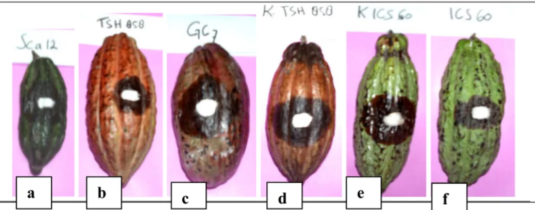 Gambar  3  menunjukkan  bahwa  klon  kakao  yang  diuji  dengan                        P